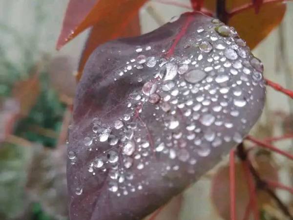 «La suerte de mis&nbsp;bestias»