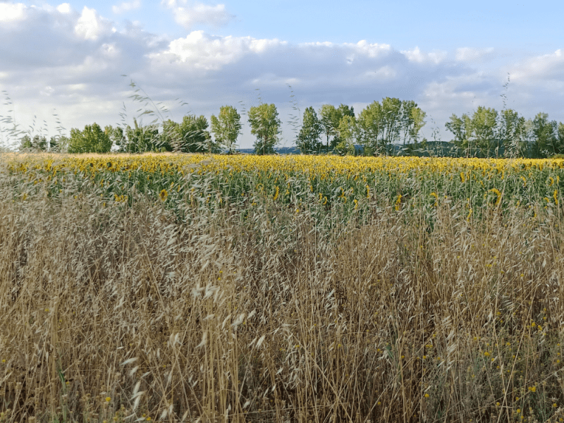 La armonía sobre los graneros y el&nbsp;cafetal